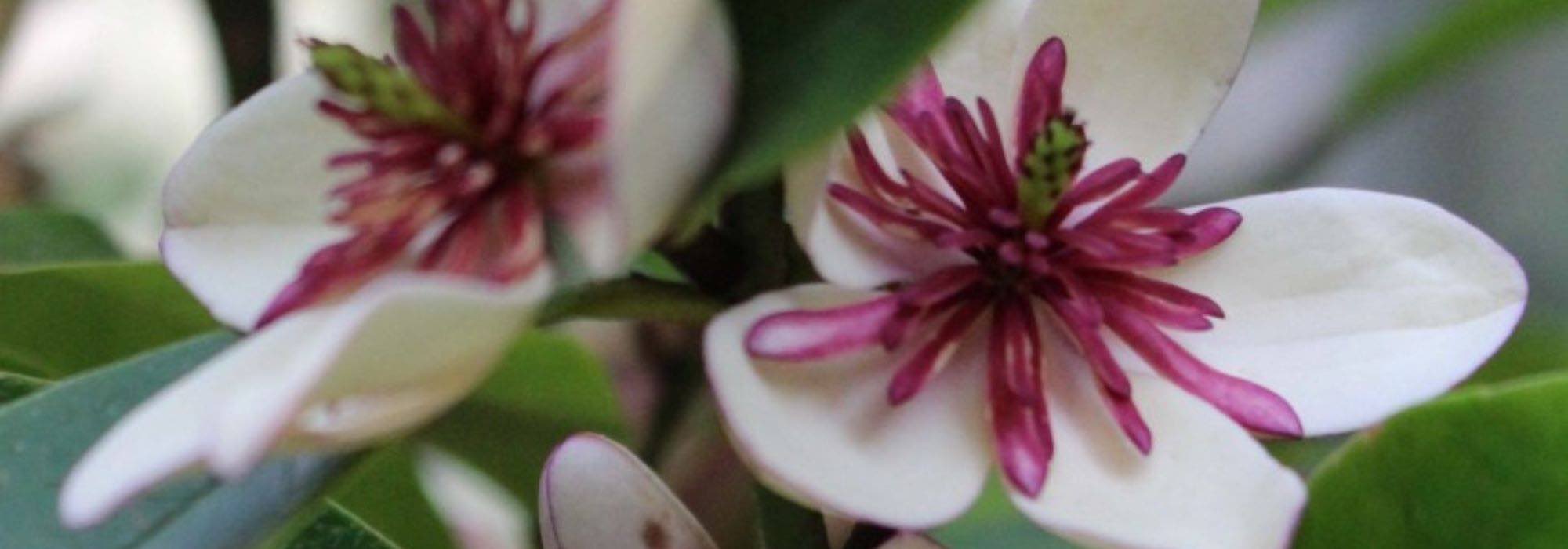 Florecer en la sombra: nuestra selección de arbustos para aportar color