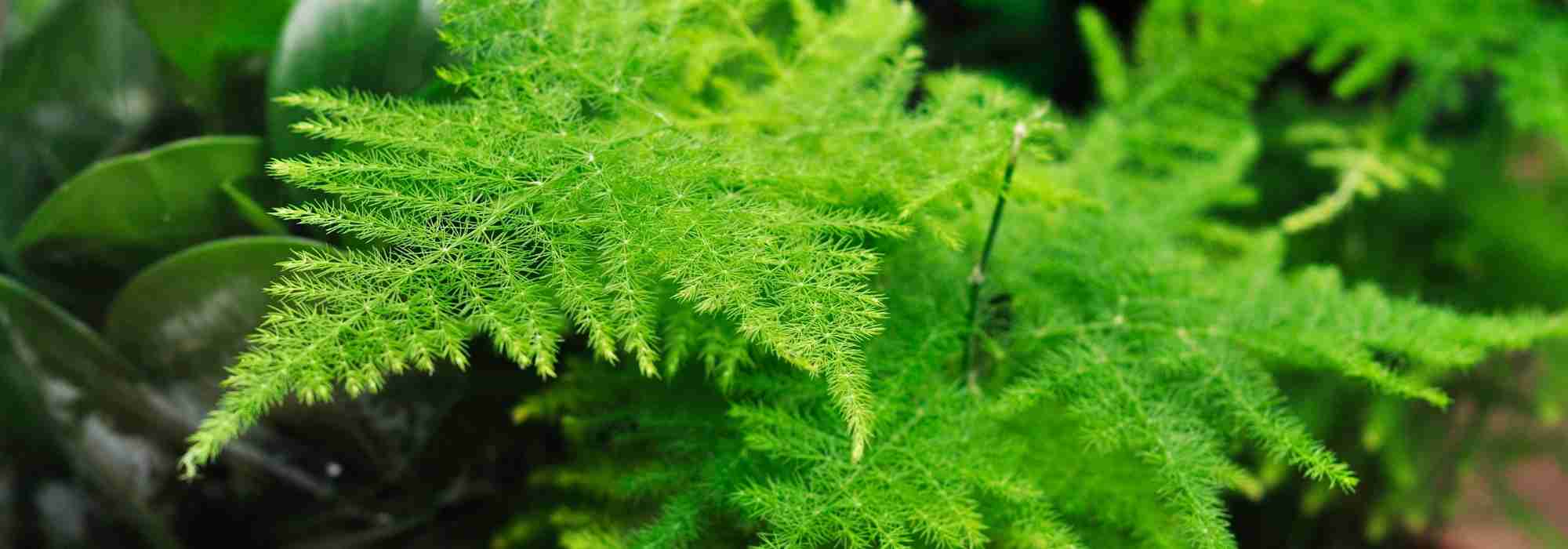 Las enfermedades y parásitos del espárrago