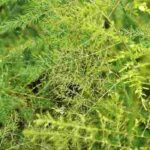 ¿Cómo cultivar el Asparagus de interior?