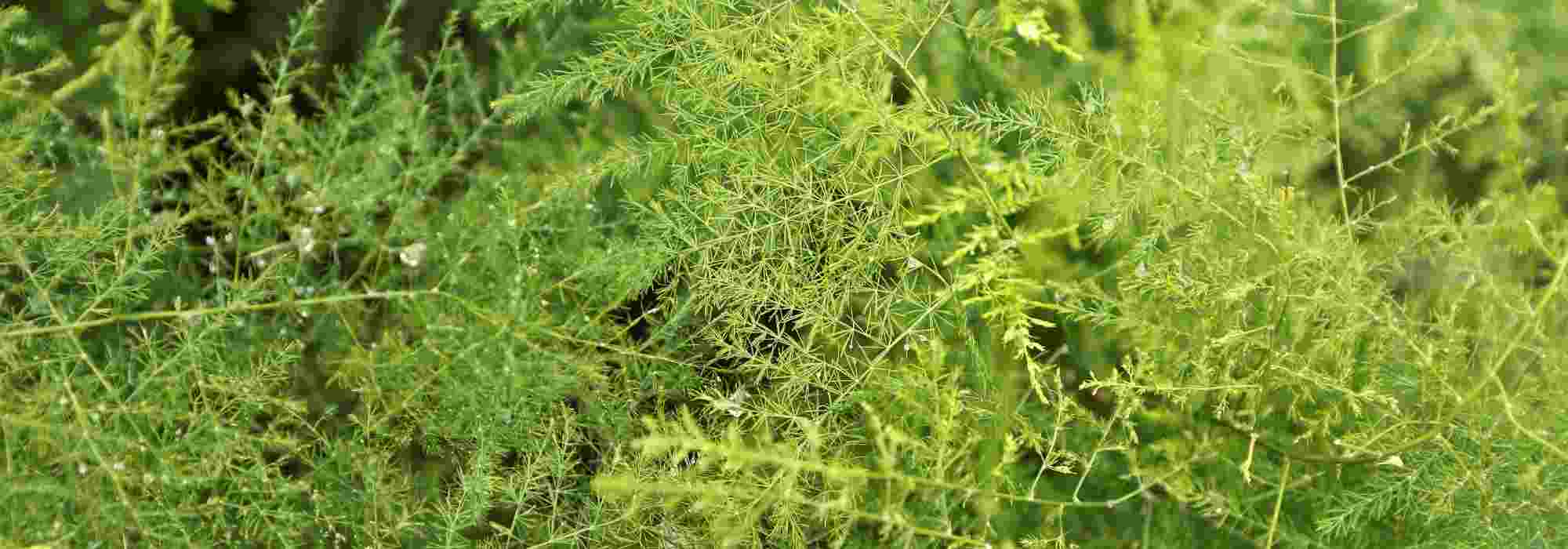 ¿Cómo cultivar el Asparagus de interior?