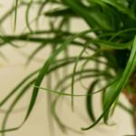 ¿Cómo cultivar el Beaucarnea o Nolina (Pied de elefante)?