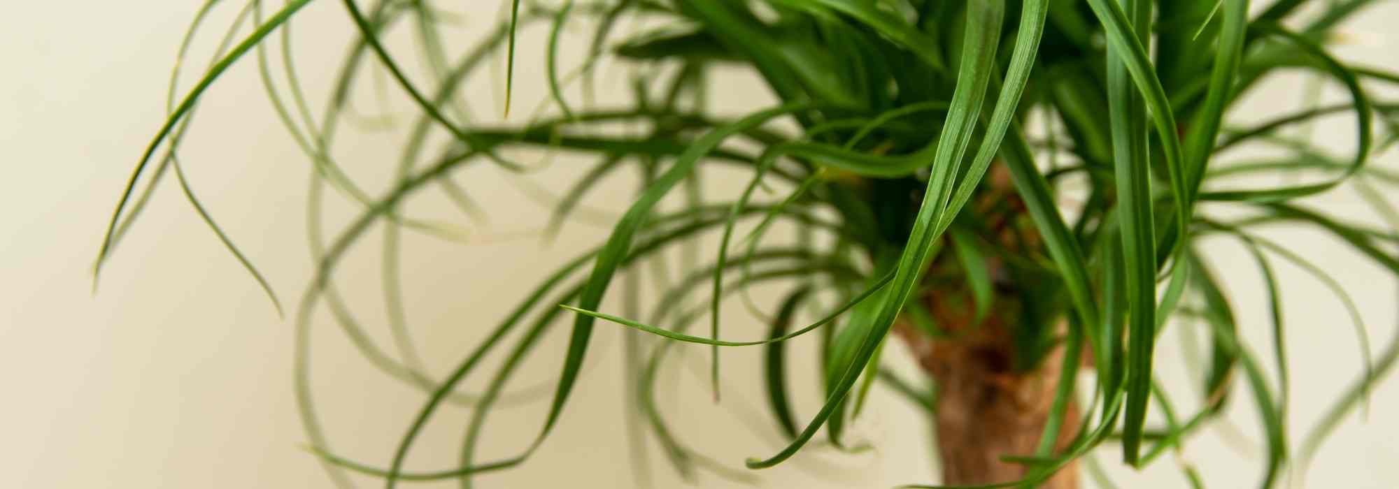 ¿Cómo cultivar el Beaucarnea o Nolina (Pied de elefante)?