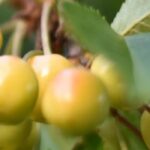 Las variedades antiguas y locales de Guinda: frutales para plantar y conservar