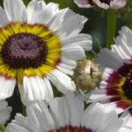 ¿Crisantemo de floristería, crisantemo de jardín: en qué se diferencian?