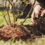 ¿Cómo plantar un arándano?