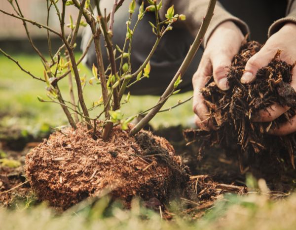 ¿Cómo plantar un arándano?