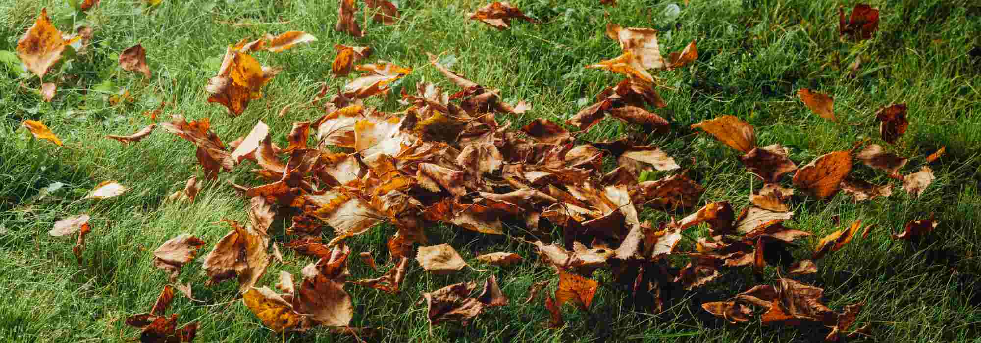 ¿Cómo cuidar el césped en otoño?