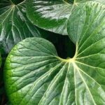 Farfugium: cómo protegerlo del frío e invernar