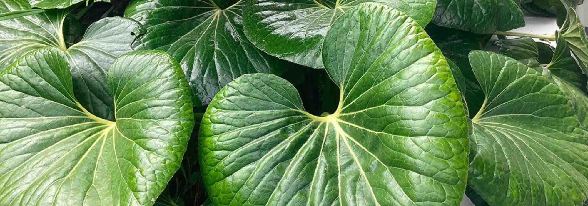 Farfugium: cómo protegerlo del frío e invernar