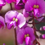 Hardenbergia: cómo protegerla del frío y **invernarla**?