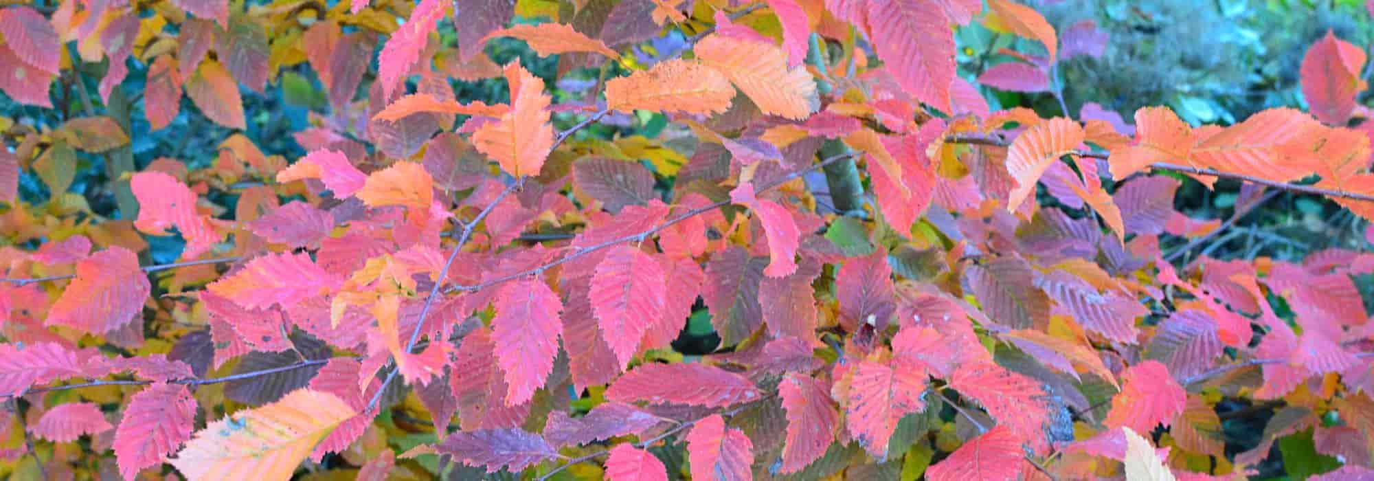 ¡Follaje caduco, perenne o marcescente: todo lo que necesitas saber!