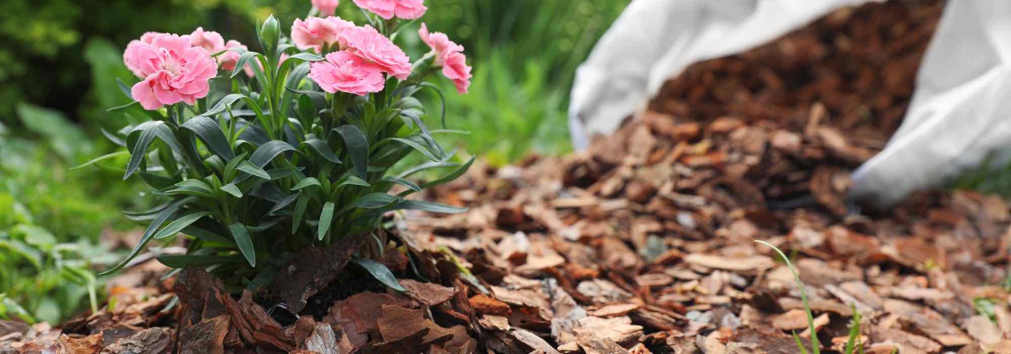 ¿Cómo usar los recortes de madera como acolchado?