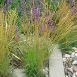 ¿Qué acolchado elegir para las plantas mediterráneas?