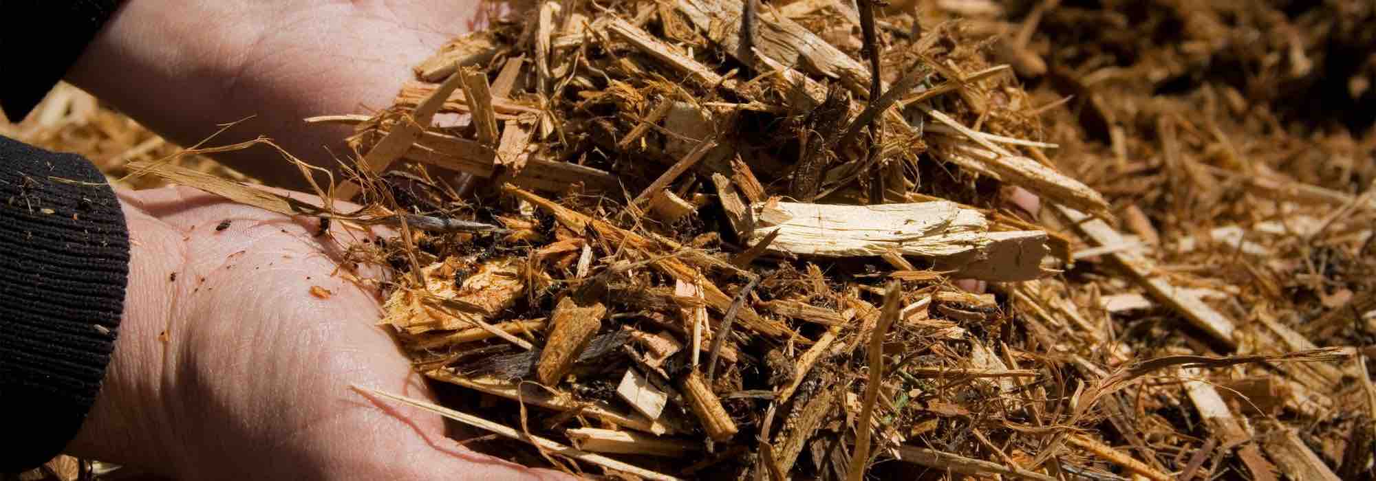 Acolchado: ¿cómo proteger las plantaciones jóvenes en el jardín?