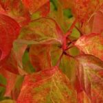 9 plantas imprescindibles para animar el jardín en otoño