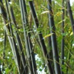 ¿Cómo detener una planta invasora?