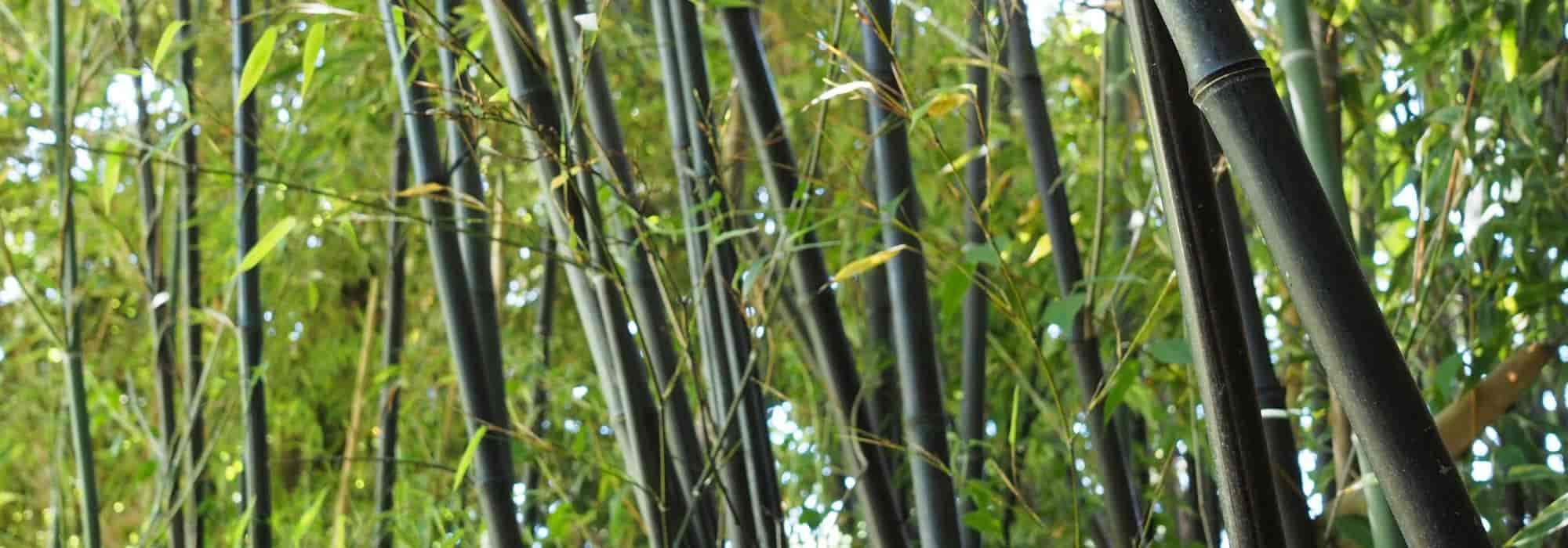 ¿Cómo detener una planta invasora?