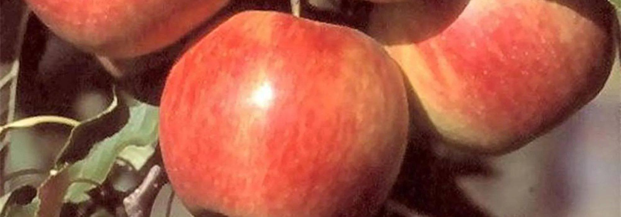 Las 7 mejores manzanas para una conservación de larga duración