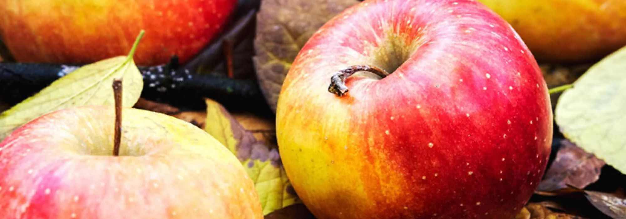 Manzanos: ¿por qué elegir variedades antiguas y locales?