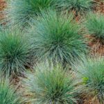 ¿Cuándo y cómo Podar una festuca?