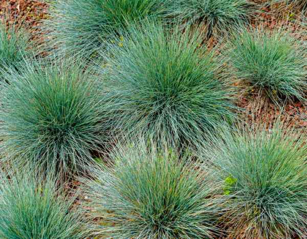 ¿Cuándo y cómo Podar una festuca?