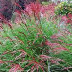 ¿Cuándo y cómo Podar los Eulalia (Miscanthus)?