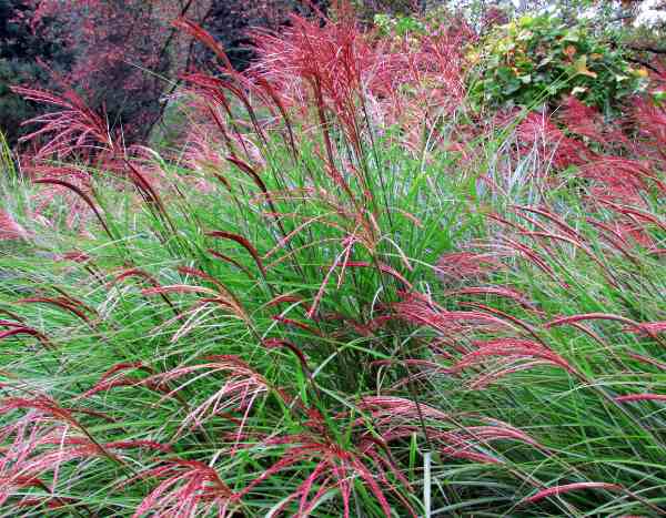 ¿Cuándo y cómo Podar los Eulalia (Miscanthus)?
