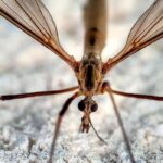 Los tipúlidos, estos primos poco apreciados