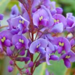 ¿Cómo multiplicar la Hardenbergia?