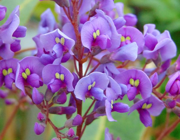 ¿Cómo multiplicar la Hardenbergia?