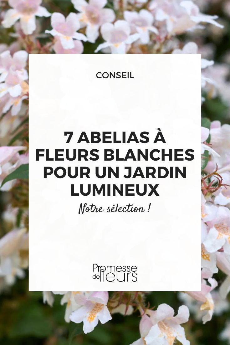 Abelia grandiflora 'Semperflorens'  

(Traducción al español manteniendo el nombre botánico en latín, ya que es un nombre científico que no se traduce)