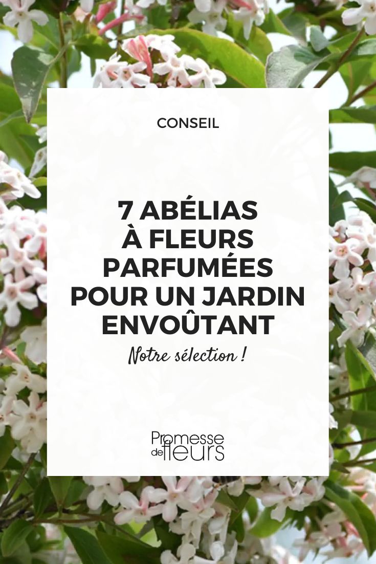 Abelia mosanensis 'Monia'