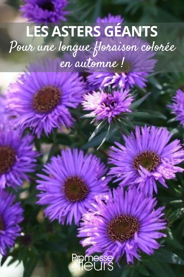 Aster novae-angliae 'Purple Dome'