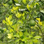 HLB: la enfermedad del dragón amarillo que amenaza a los cítricos