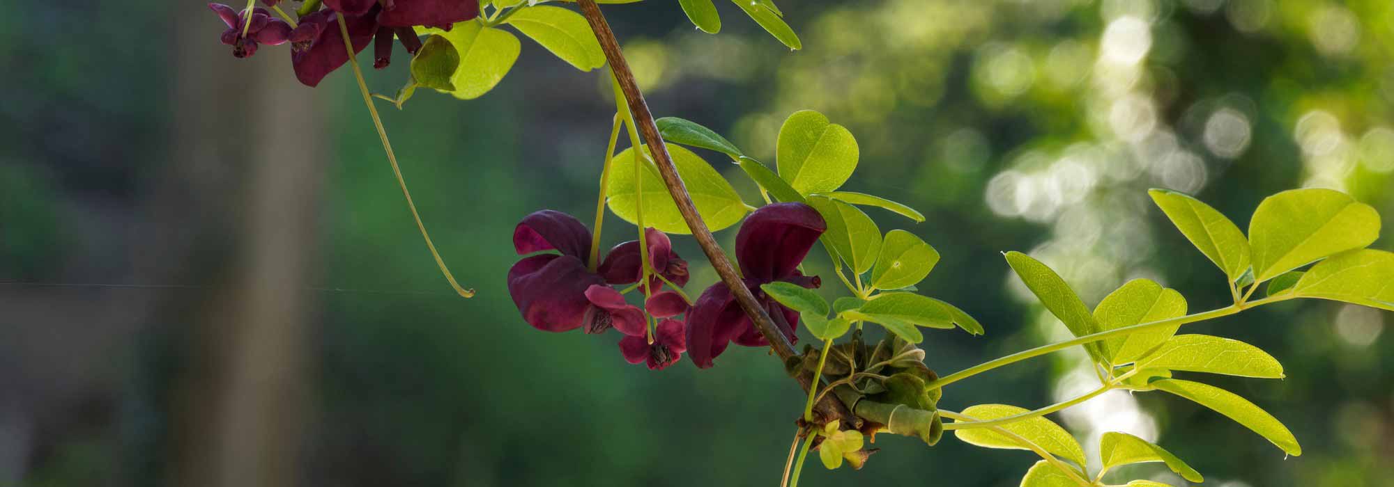 Enfermedades y parásitos de la Akebia