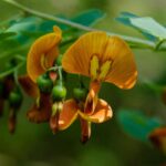 Espantalobos - Colutea: plantar, podar y cuidar