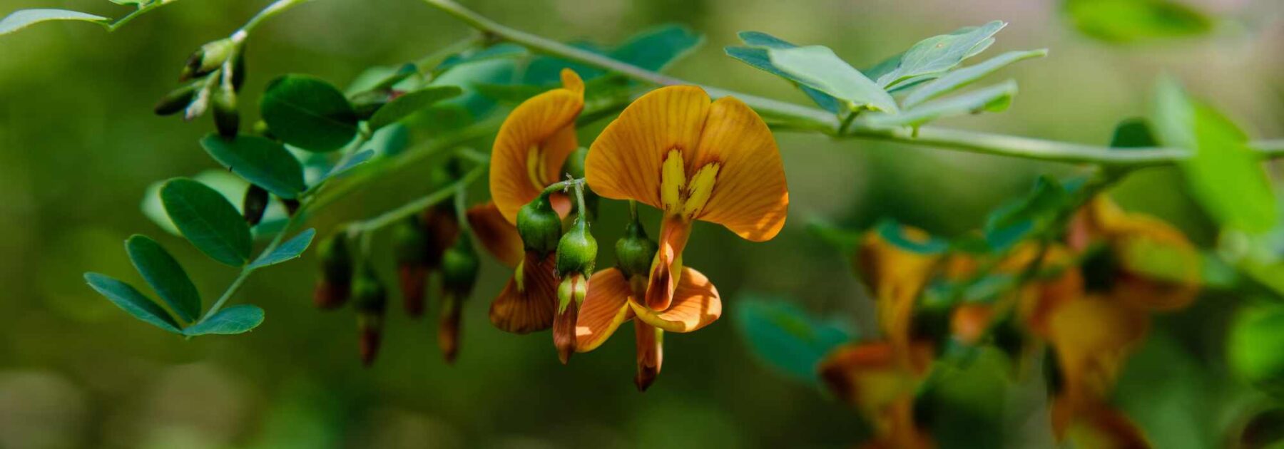 Espantalobos - Colutea: plantar, podar y cuidar
