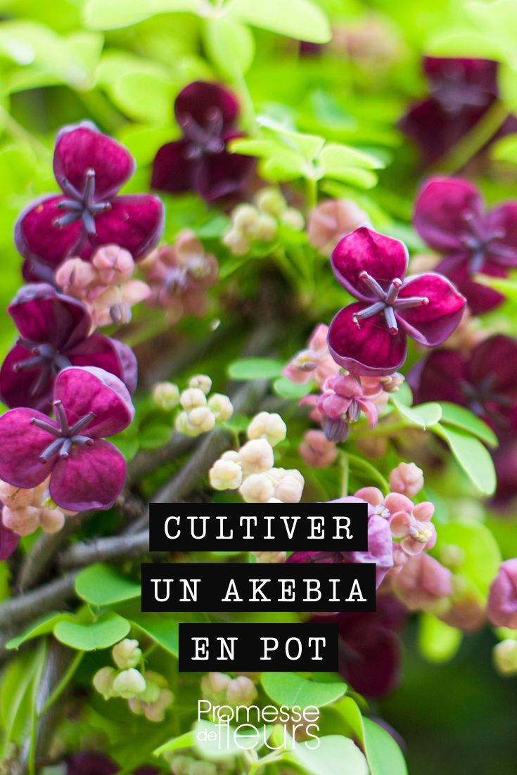 akebia" (traducción del nombre botánico, que se mantiene igual en español)