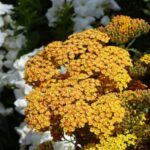 ¿Cómo dividir una Achillea?
