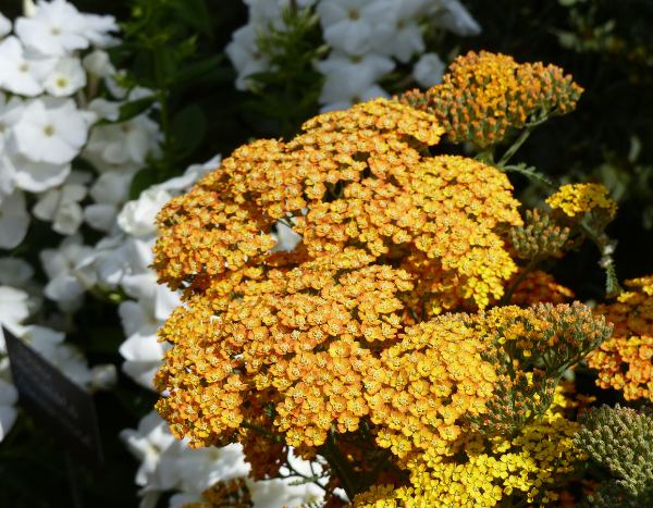 ¿Cómo dividir una Achillea?