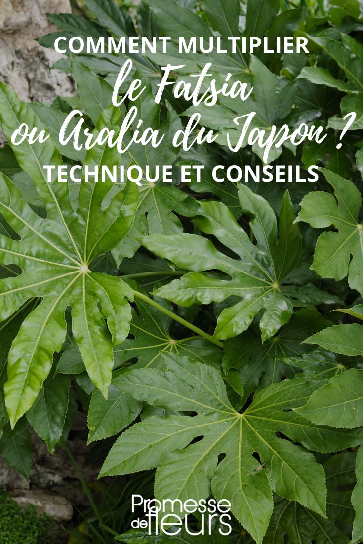 fatsia y aralia, métodos de multiplicación