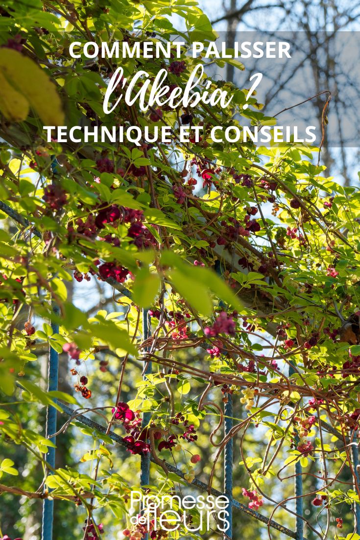 Tutear la akebia"  

(Note: "Tutear" en español significa tratar de "tú" en lugar de "usted", pero en este contexto botánico, parece referirse a la acción de guiar o tutorar la planta Akebia. Si el original pretendía un juego de palabras con "tuteo", se mantiene la traducción literal. En caso de buscar un término más técnico de jardinería, podría ser "guiar la akebia" o "entutorar la akebia").