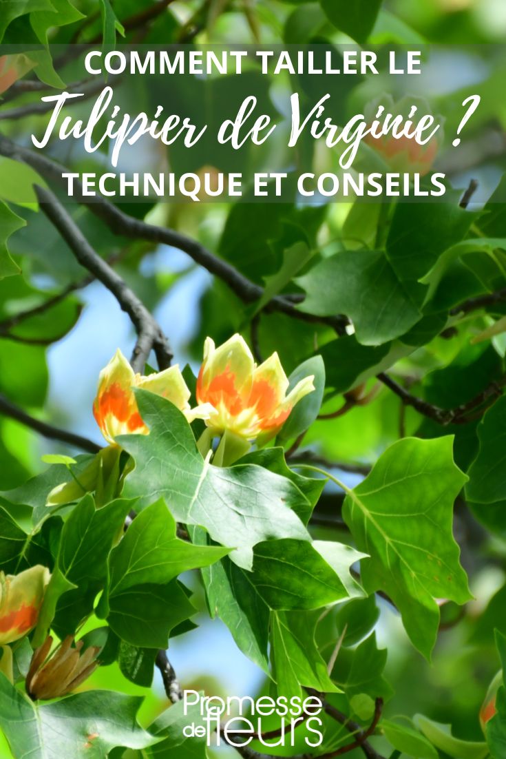 tamaño del Liriodendron tulipifera