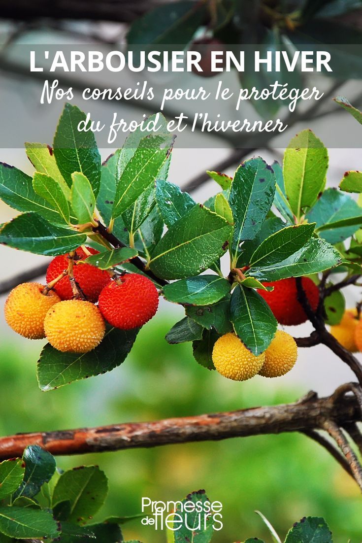 hibernación del madroño