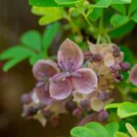 ¿Cómo cultivar un Akebia en maceta?