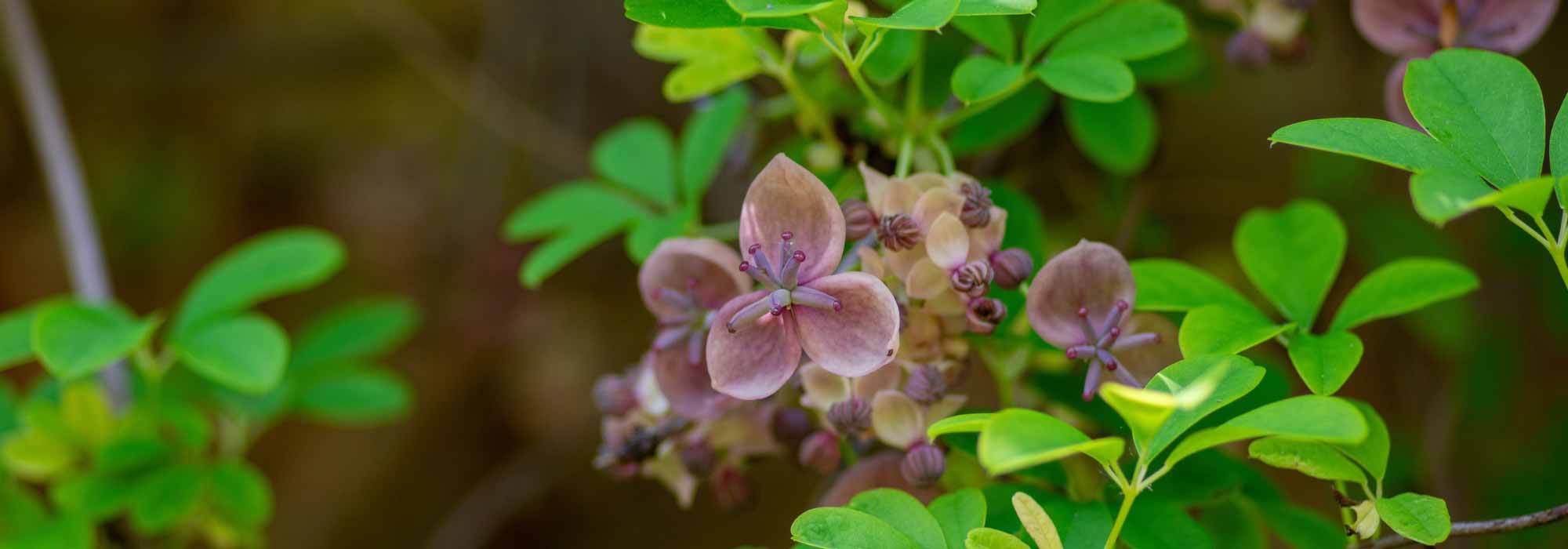¿Cómo cultivar un Akebia en maceta?