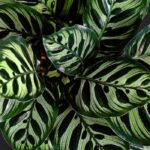 Guía completa sobre el cultivo y el cuidado de la Calathea