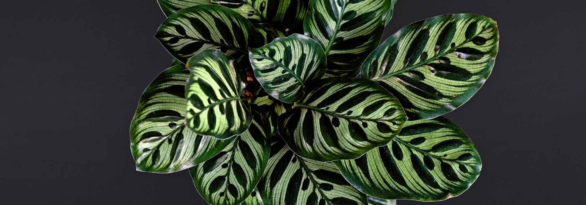 Guía completa sobre el cultivo y el cuidado de la Calathea