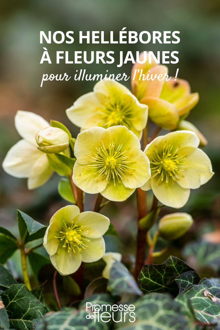 # Eléboro de flores amarillas  

El eléboro de flores amarillas (Helleborus) es una planta perenne muy apreciada por su floración invernal o temprana en primavera. Sus flores, de un hermoso tono amarillo, iluminan el jardín durante los meses más fríos.  

## Características principales  
- **Floración**: De invierno a primavera  
- **Color**: Amarillo pálido a dorado  
- **Altura**: 30-60 cm  
- **Exposición**: Sombra parcial  
- **Suelo**: Rico, fresco y bien drenado  

## Consejos de cultivo  
Planta tus eléboros amarillos en un lugar protegido del sol intenso. Añade compost al suelo para enriquecerlo y mantén la tierra húmeda sin encharcamientos.  

## Variedades destacadas  
- Helleborus x hybridus 'Yellow Lady'  
- Helleborus foetidus (con matices amarillo-verdosos)  

¡Una excelente opción para dar color a tu jardín en invierno!  

*Nota: Todas las partes de la planta son tóxicas si se ingieren.*