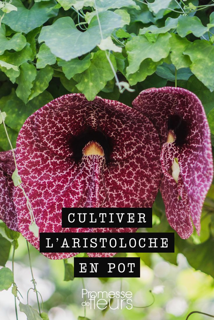 Cultivar la aristoloquia en maceta: consejos y cuidados